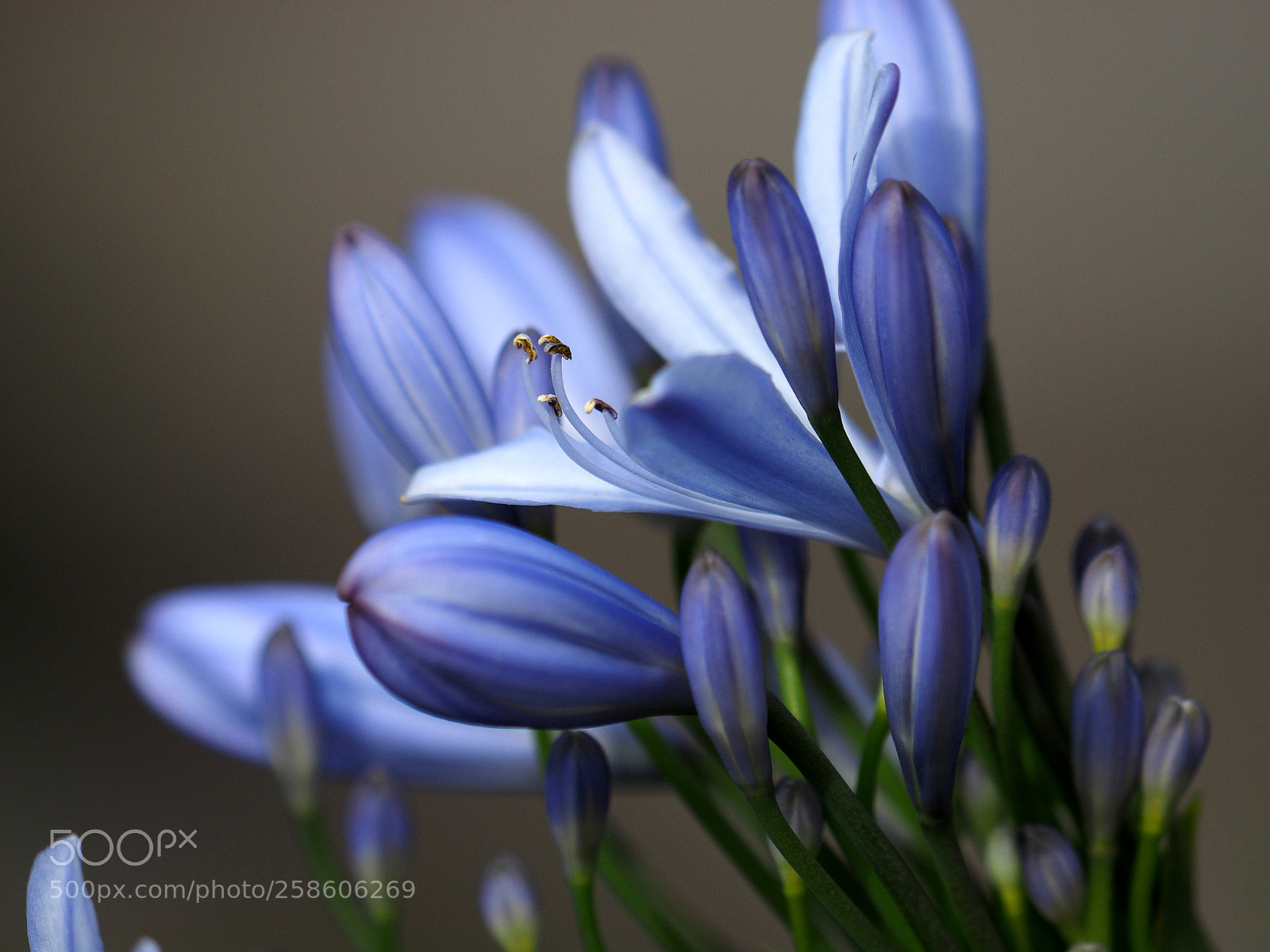 Olympus OM-D E-M1 sample photo. Agapanthus photography