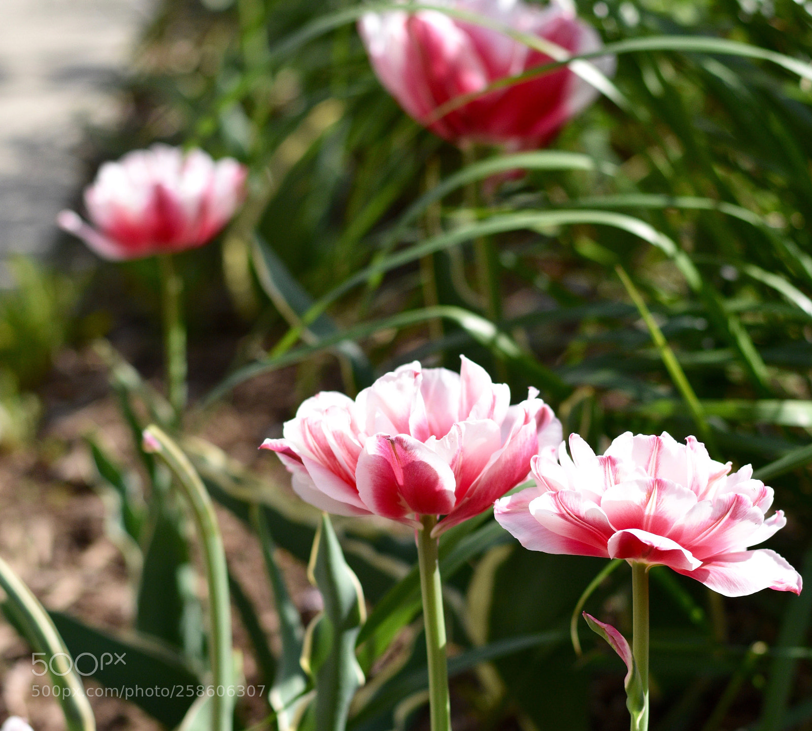 Nikon D3400 sample photo. Shades of pink photography