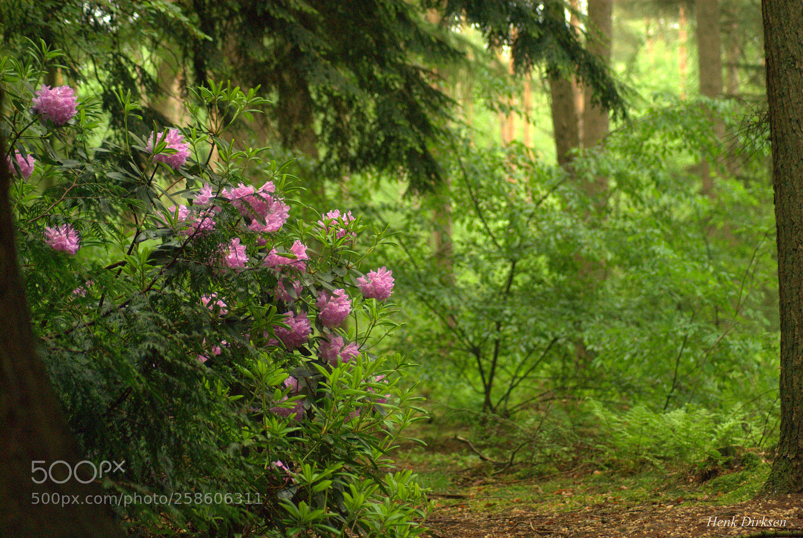 Nikon D200 sample photo. Rhodo's photography