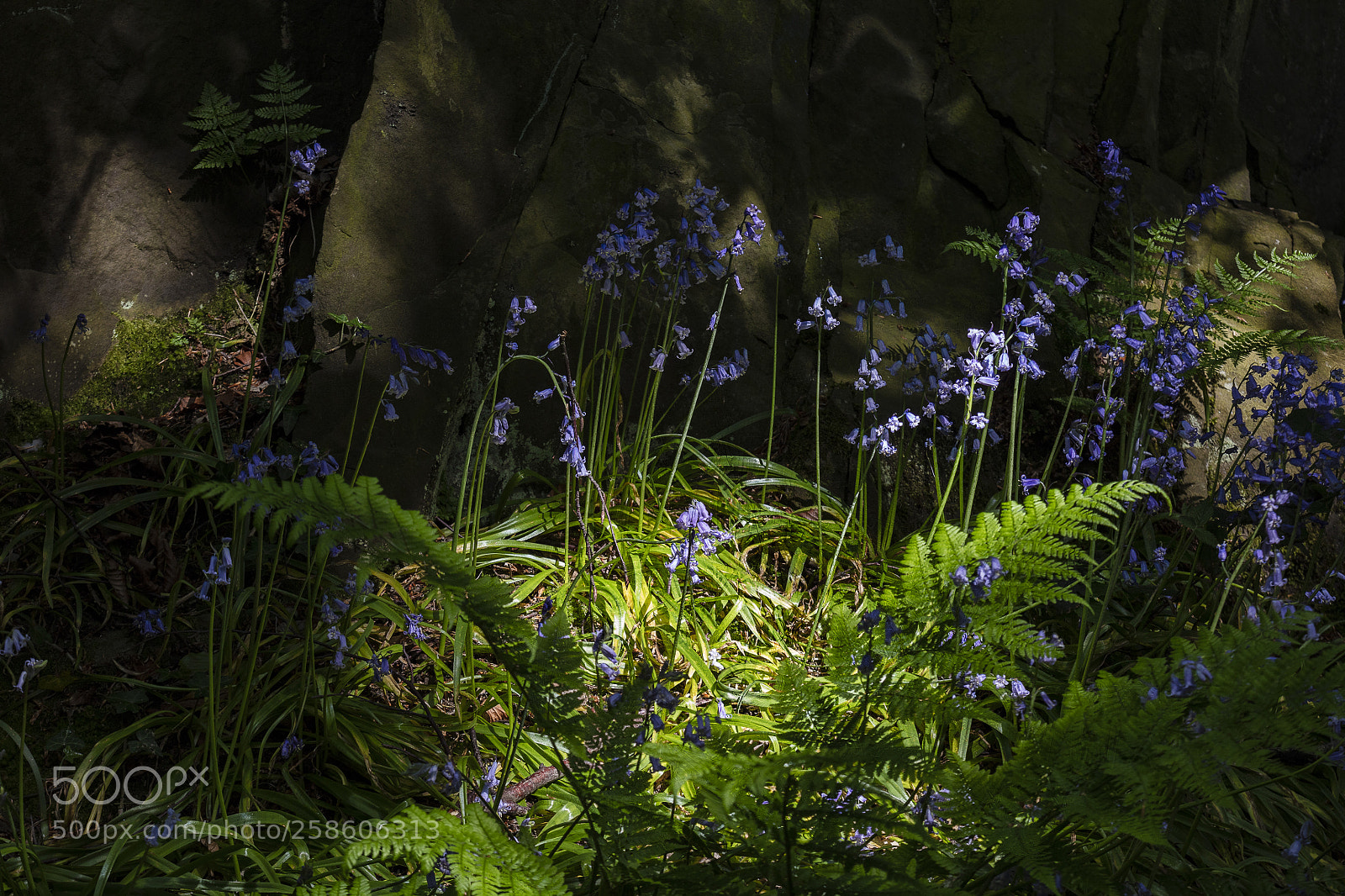 Canon EOS 5DS R sample photo. Bluebells and ferns photography