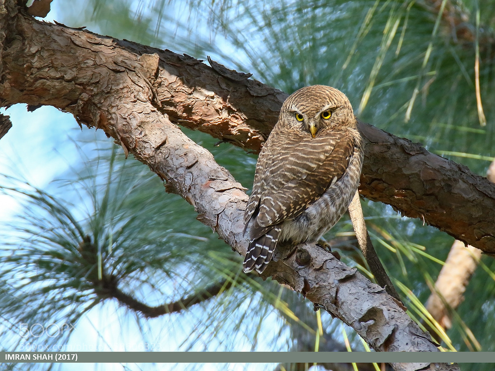 Canon EOS 7D Mark II sample photo. Asian barred owlet glaucidium photography