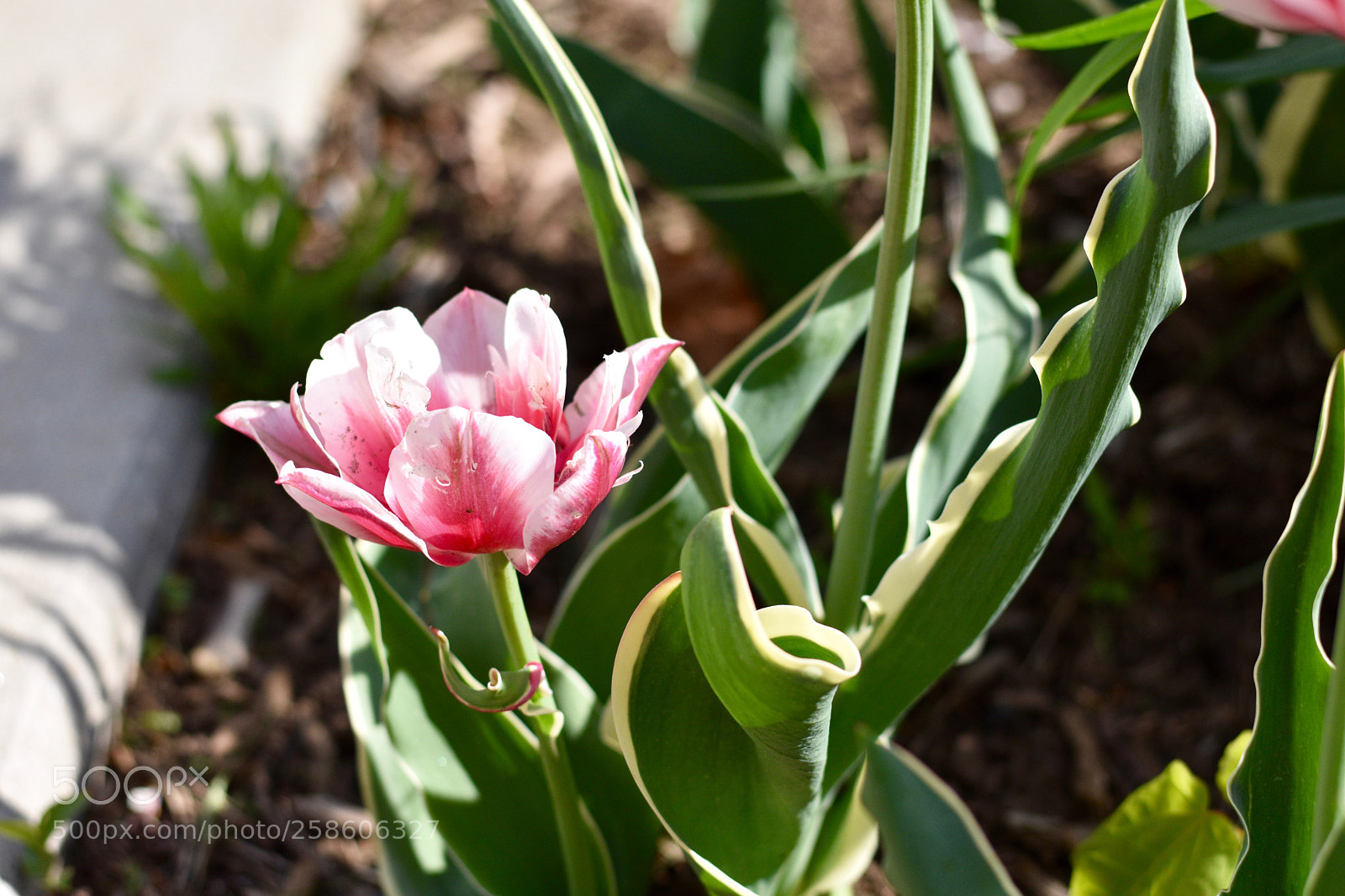 Nikon D3400 sample photo. Shades of pink pt. 2 photography