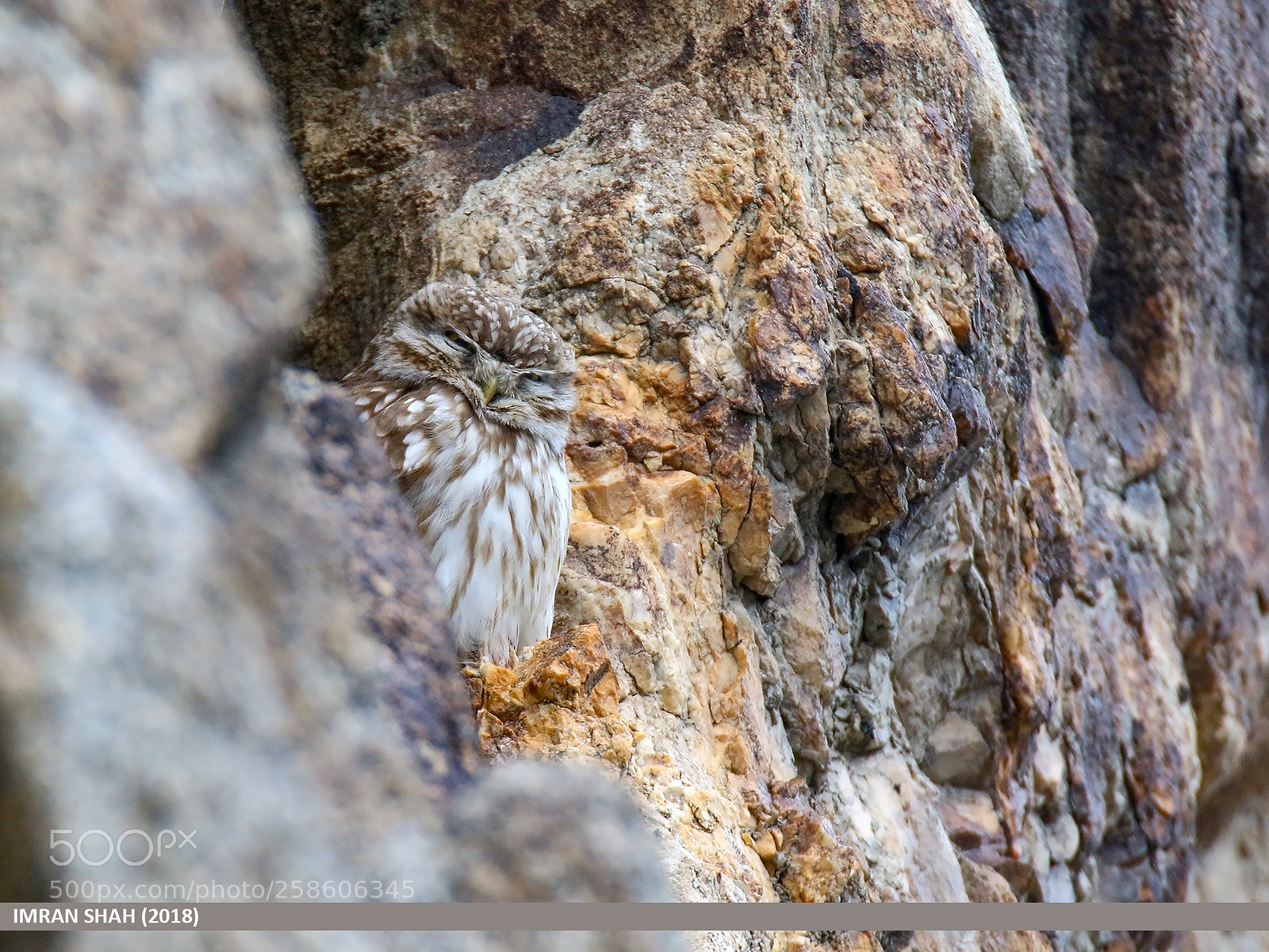 Canon EOS 7D Mark II sample photo. Little owl (athene noctua) photography