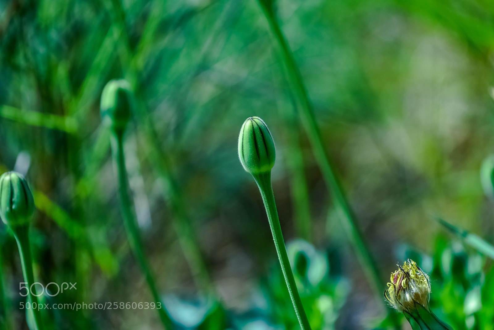 Nikon D750 sample photo. Il verde il colore photography
