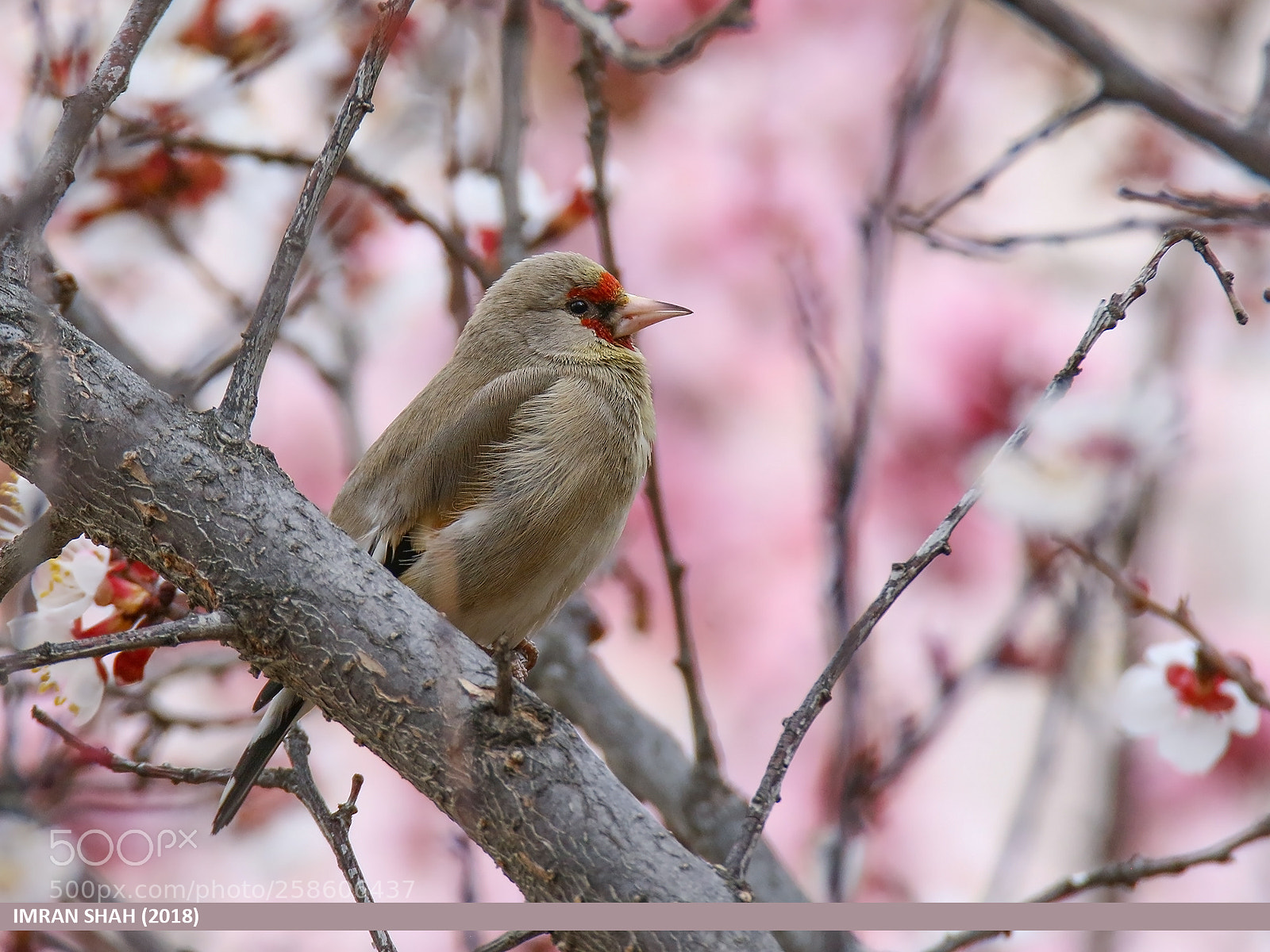 Canon EOS 7D Mark II sample photo. European goldfinch (carduelis carduelis) photography