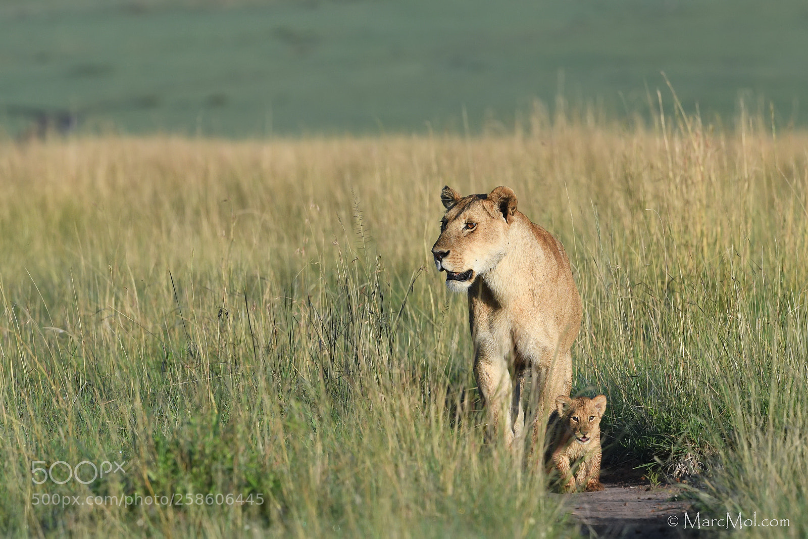 Nikon D5 sample photo. A lioness and her photography