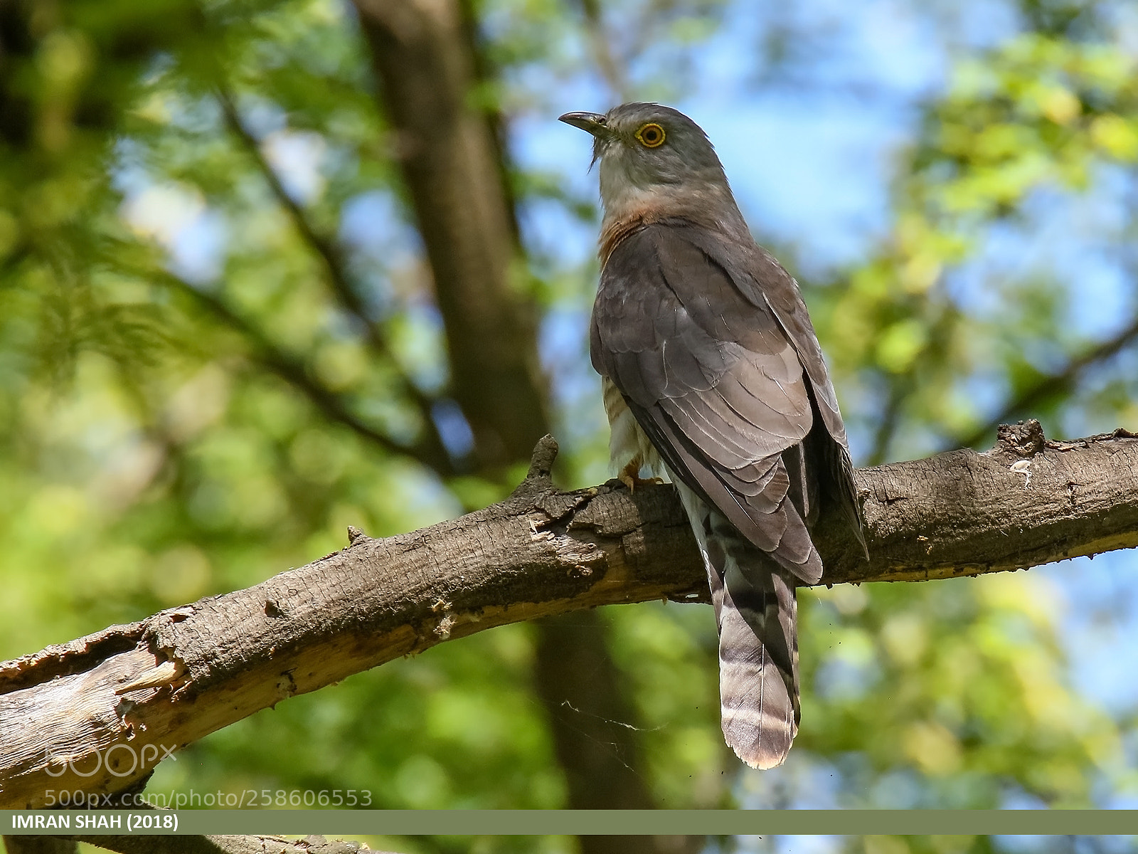 Canon EOS 7D Mark II sample photo. Common hawk-cuckoo (hierococcyx varius) photography