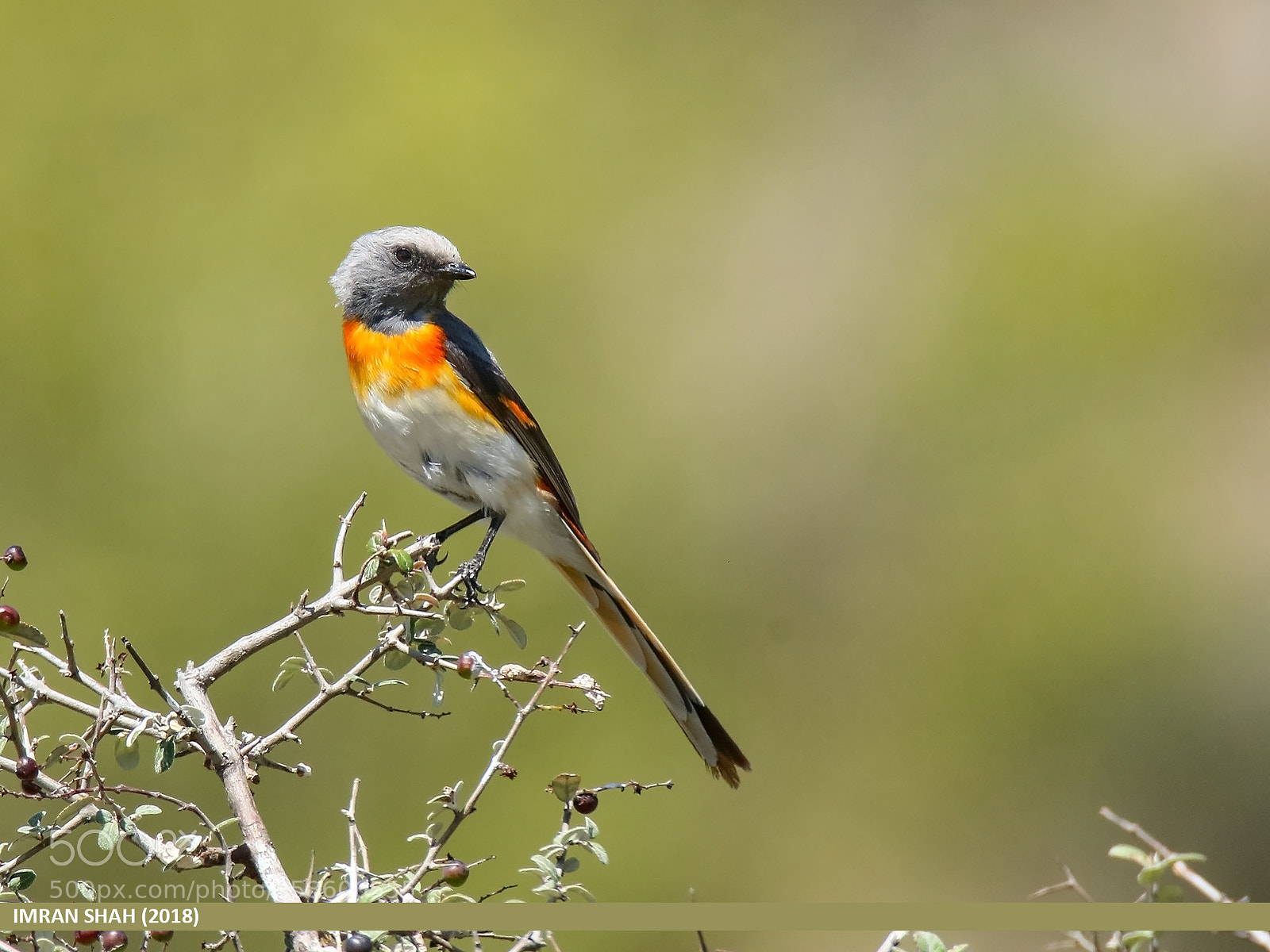 Canon EOS 7D Mark II sample photo. Small minivet (pericrocotus cinnamomeus) photography