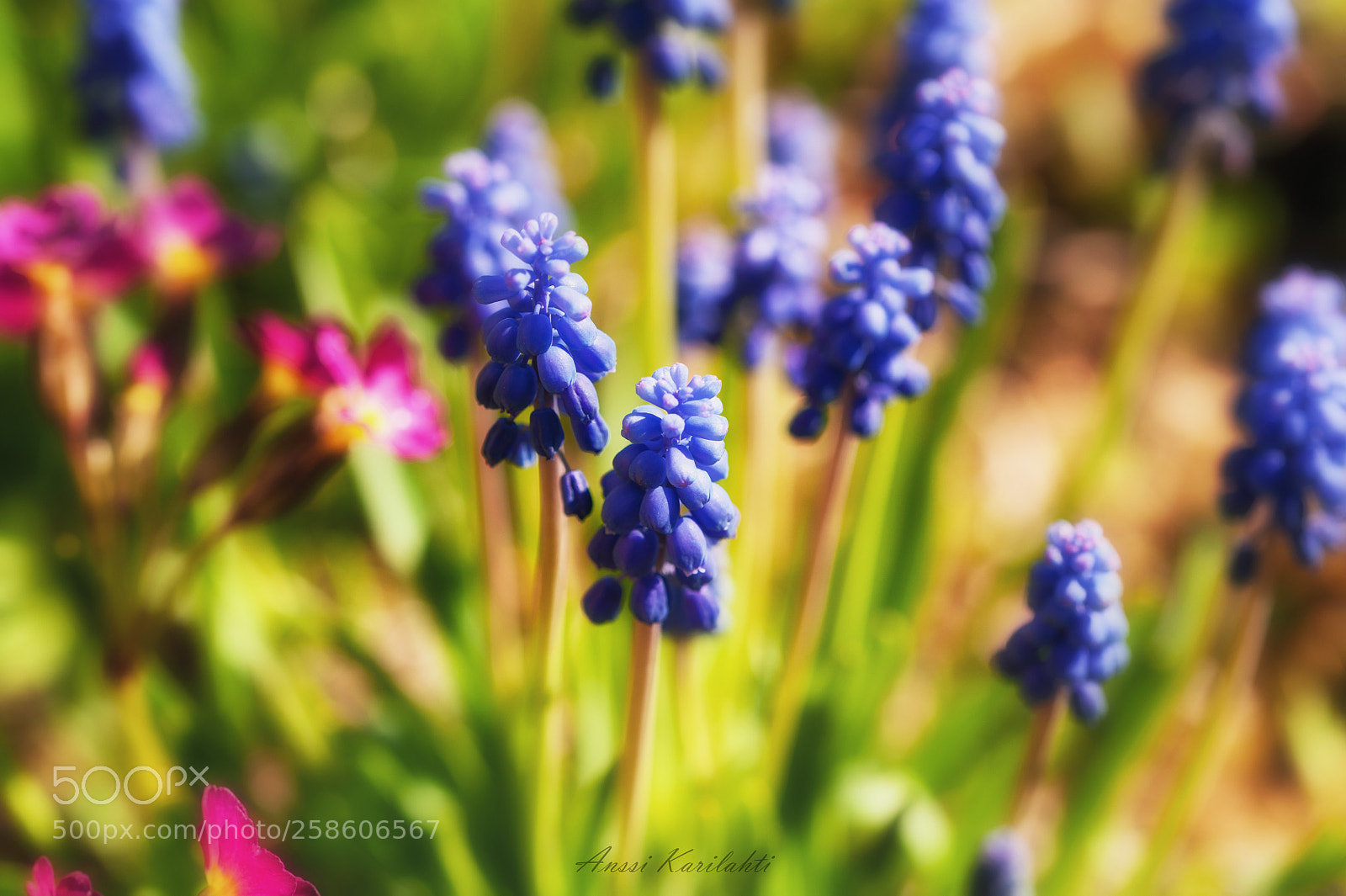 Nikon D700 sample photo. Spring colors photography