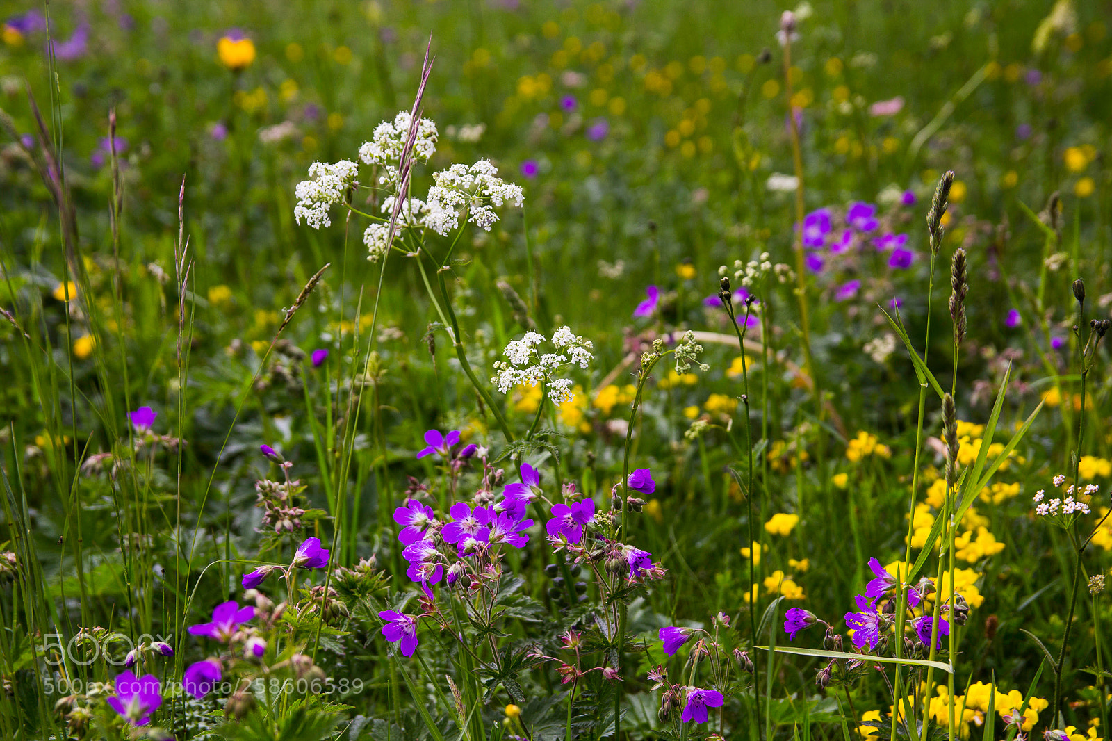 Canon EOS 1200D (EOS Rebel T5 / EOS Kiss X70 / EOS Hi) sample photo. Flowering meadow photography