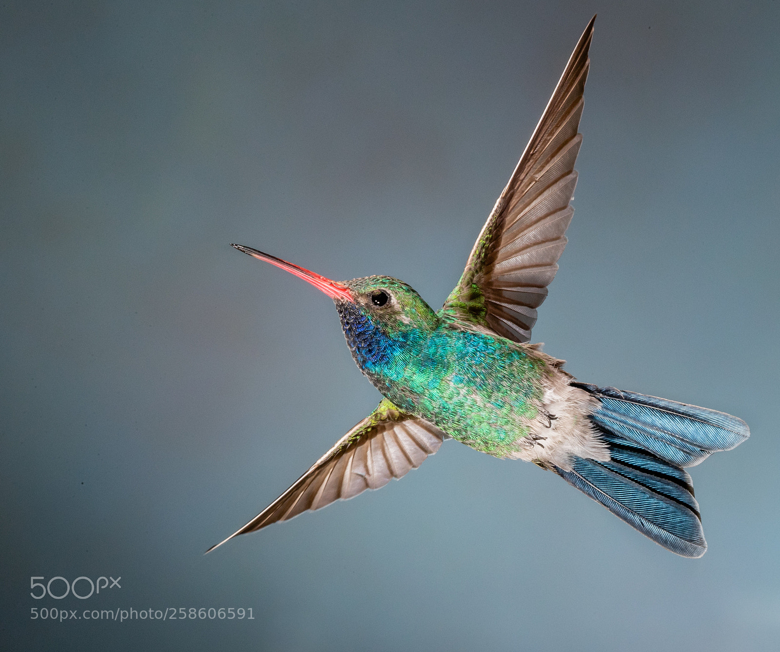 Canon EOS-1D X Mark II sample photo. Broad-billed hummingbird photography