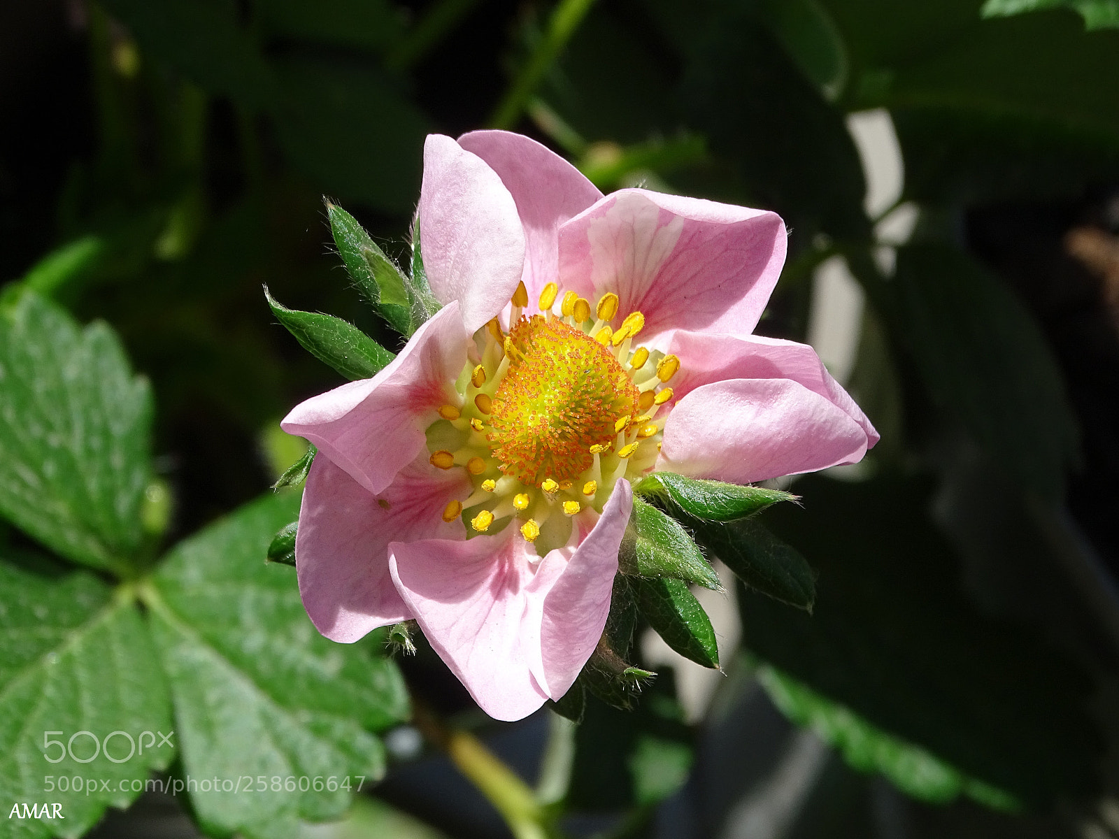 Sony Cyber-shot DSC-HX400V sample photo. My strawberries photography