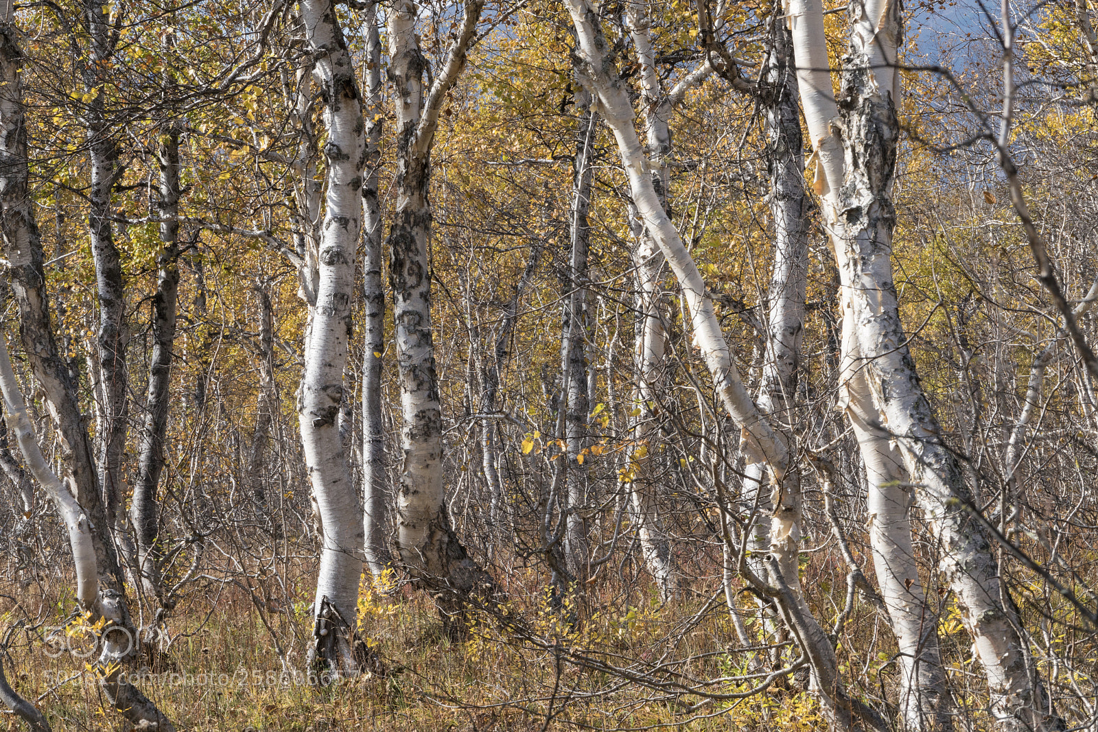 Sony a7R II sample photo. Nalychevo park photography