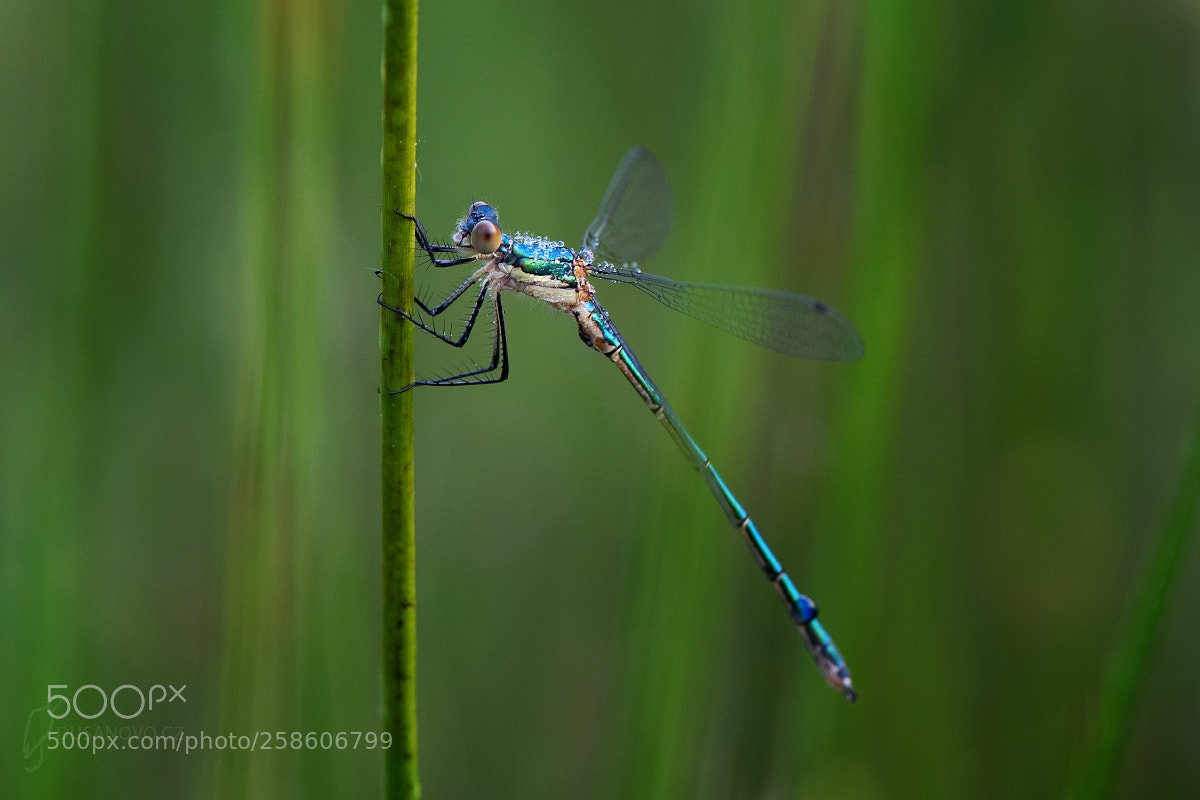 Nikon D500 sample photo. Emerald damselfly photography