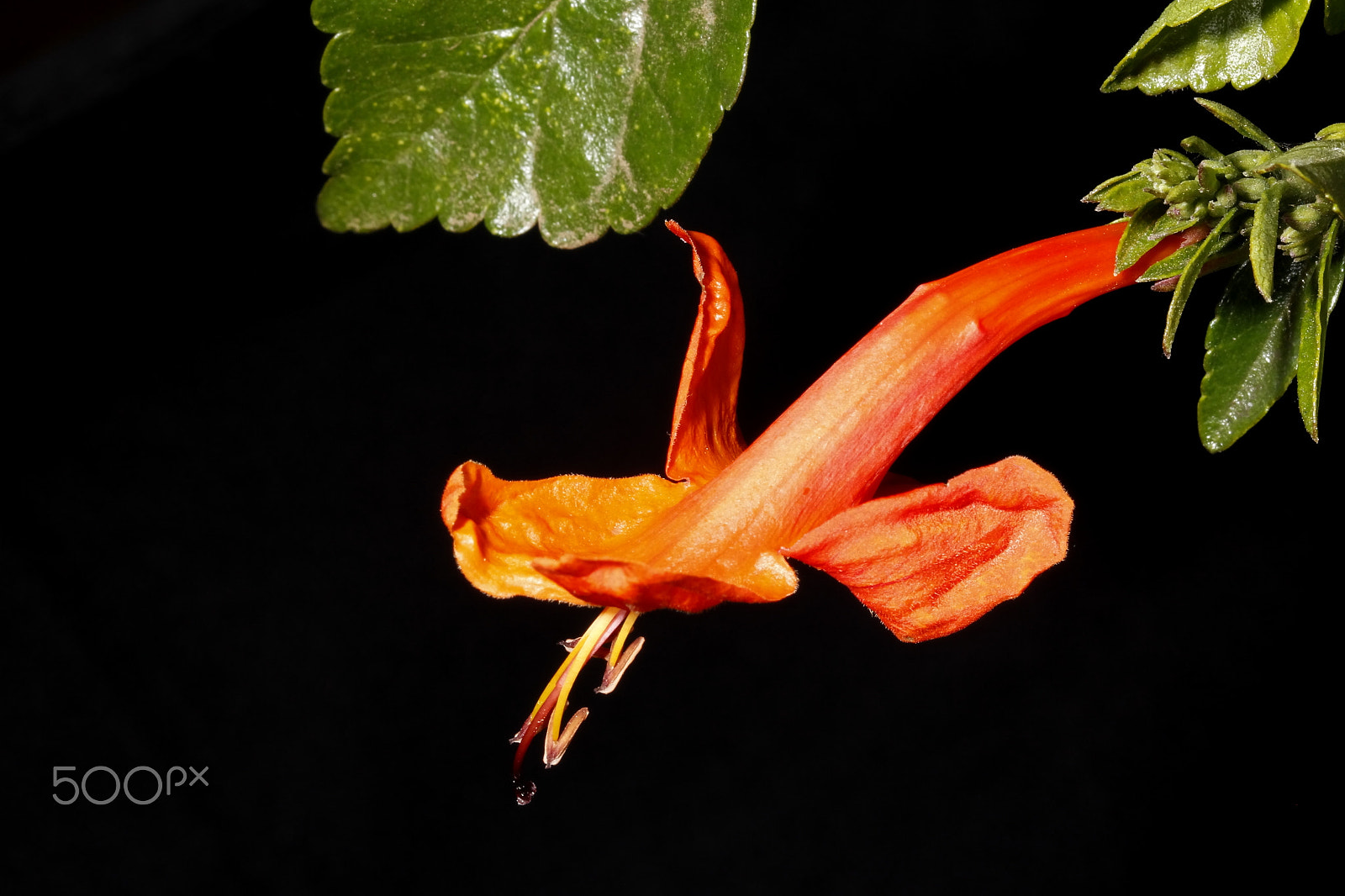 Canon EF-S 60mm F2.8 Macro USM sample photo. Techomaria photography