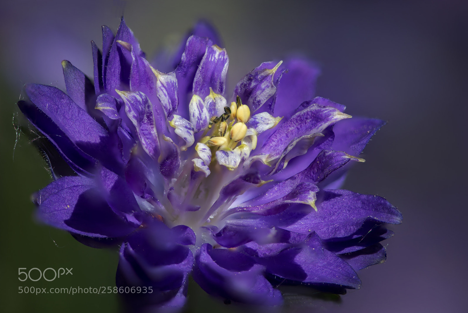 Nikon D610 sample photo. Aquilegia photography