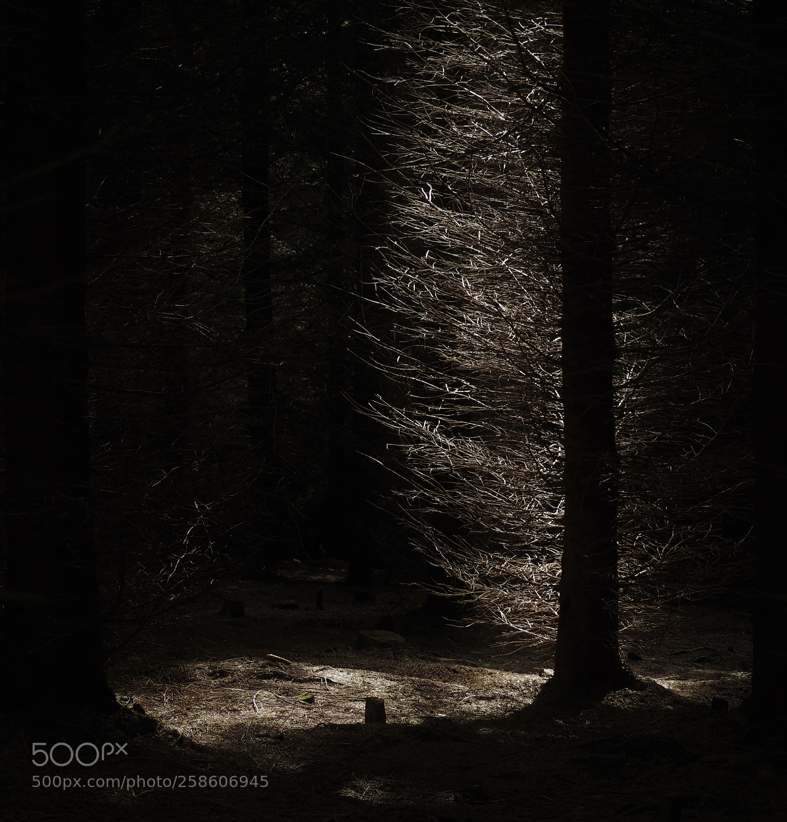 Olympus OM-D E-M10 sample photo. Tree light photography