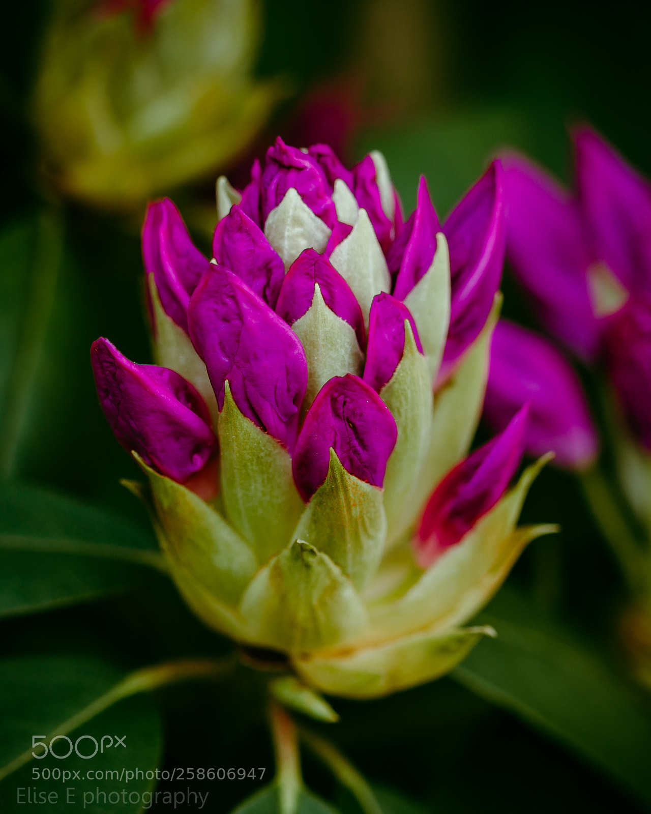 Canon EOS 6D Mark II sample photo. Rhododendron photography