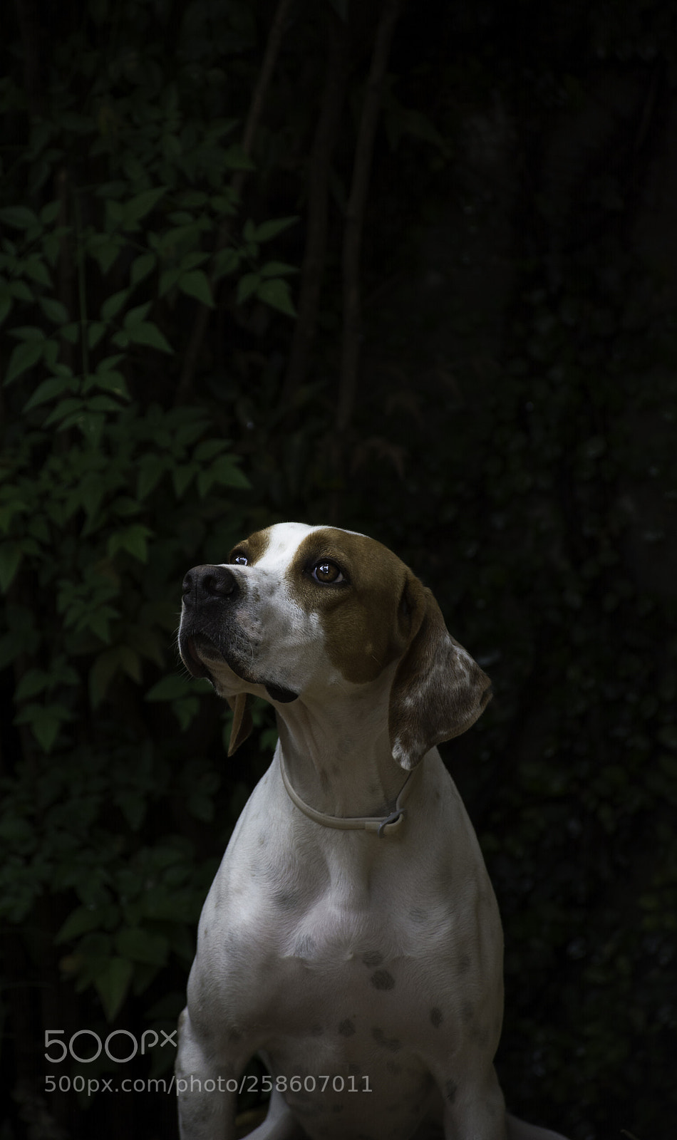 Nikon D5200 sample photo. Thoughtful photography
