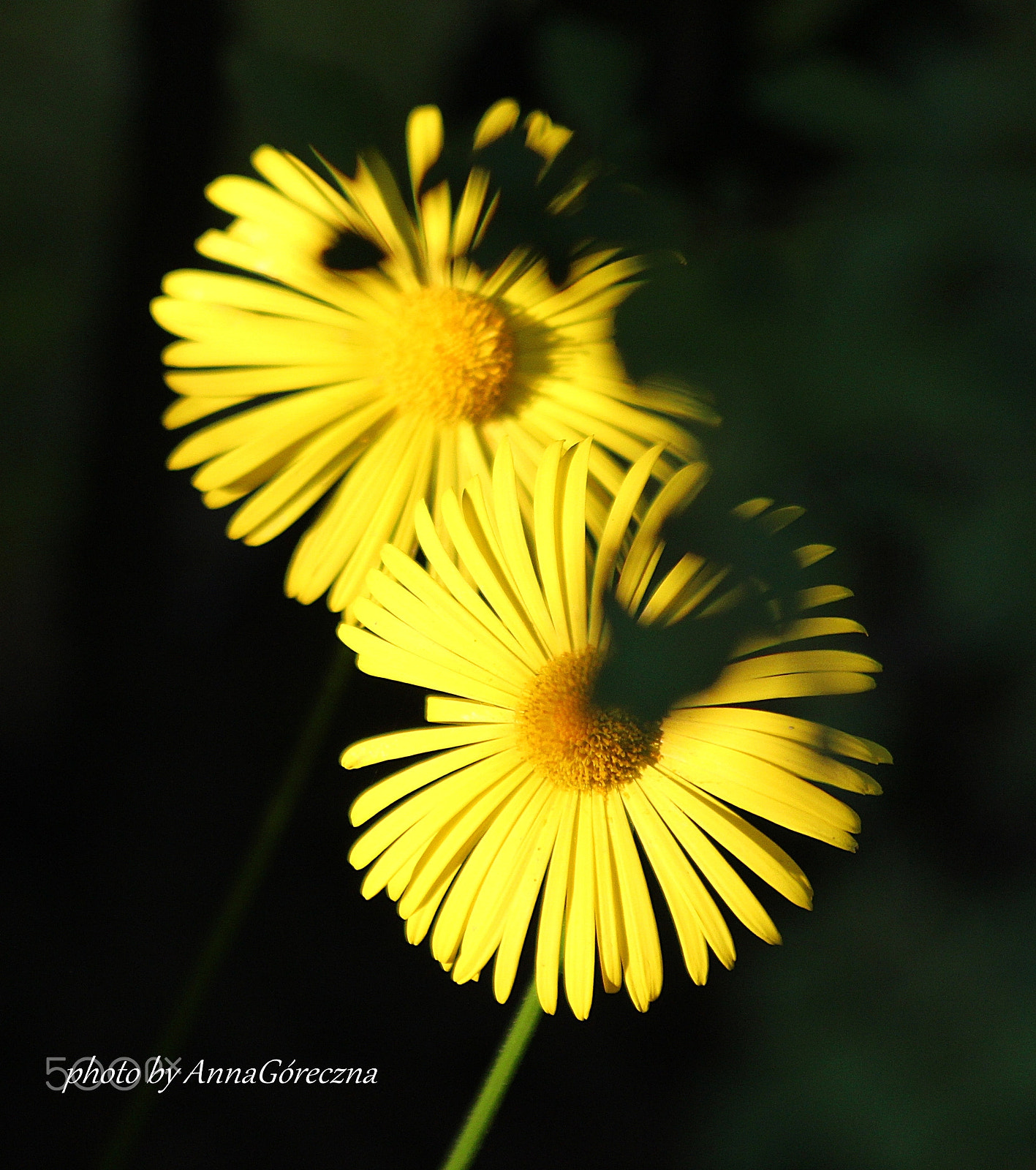 Canon EF 70-300mm F4-5.6 IS USM sample photo. Img photography