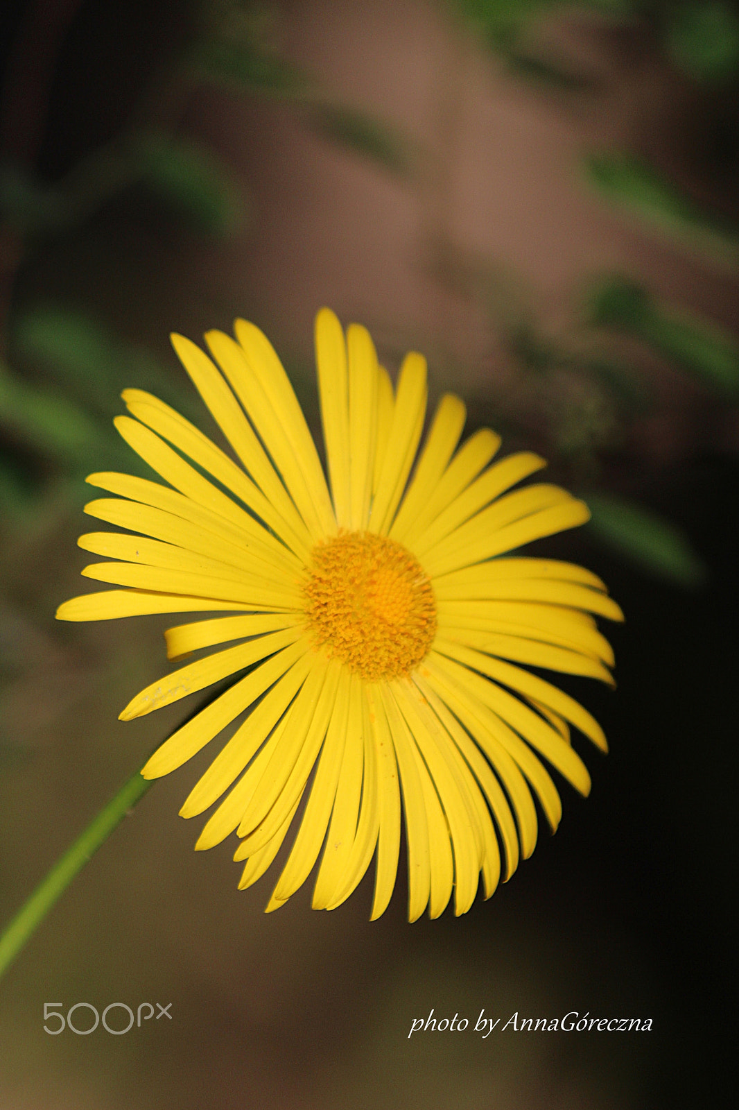 Canon EF 70-300mm F4-5.6 IS USM sample photo. Img photography