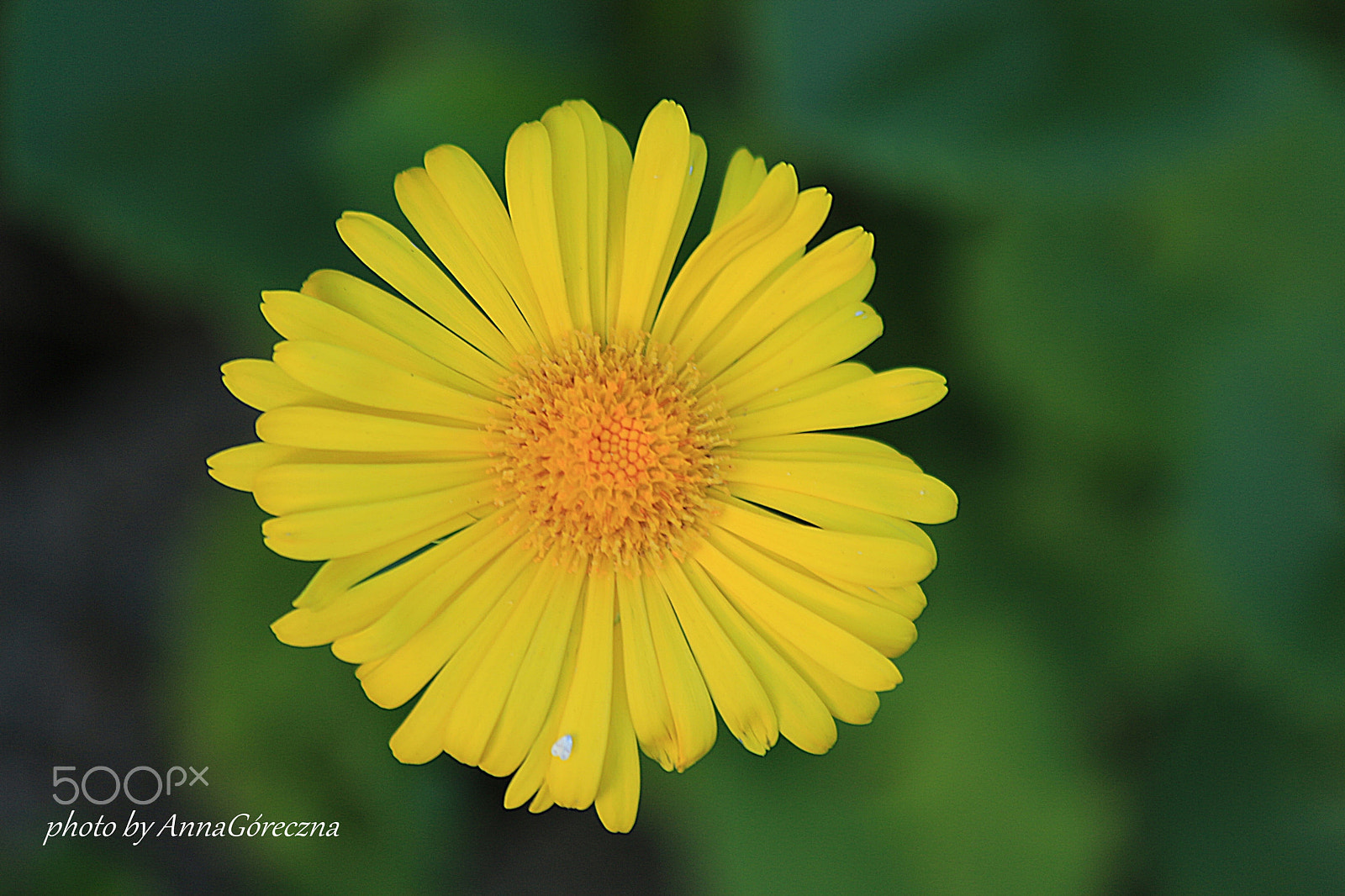 Canon EF 70-300mm F4-5.6 IS USM sample photo. Img photography