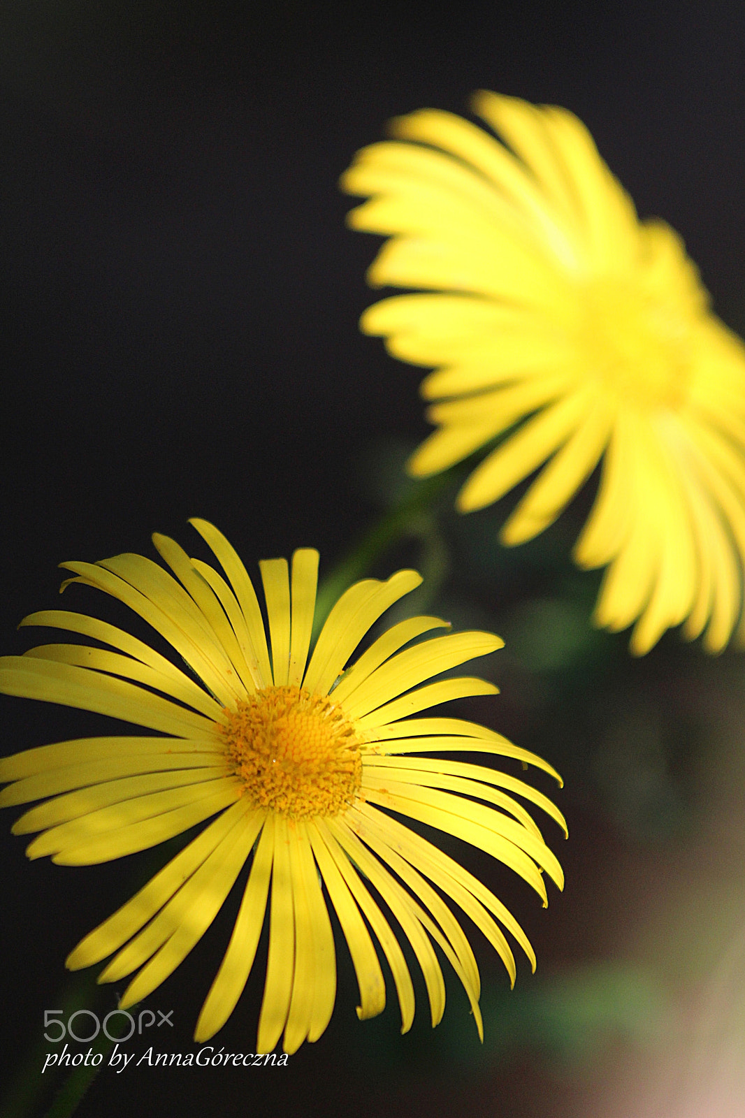 Canon EF 70-300mm F4-5.6 IS USM sample photo. Img photography