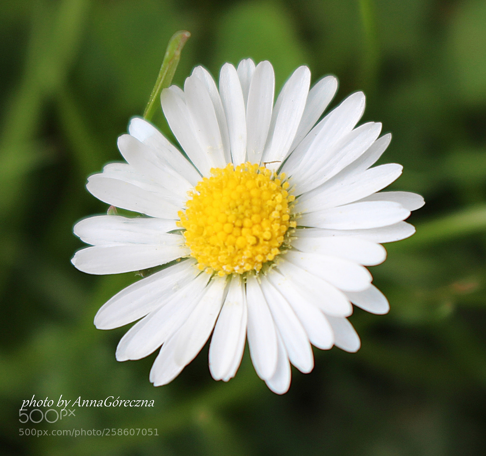 Canon EOS 700D (EOS Rebel T5i / EOS Kiss X7i) sample photo. Img photography