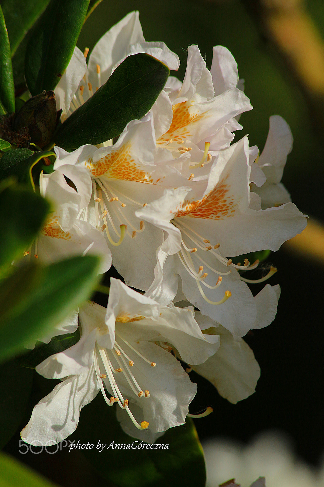 Canon EF 70-300mm F4-5.6 IS USM sample photo. Img photography