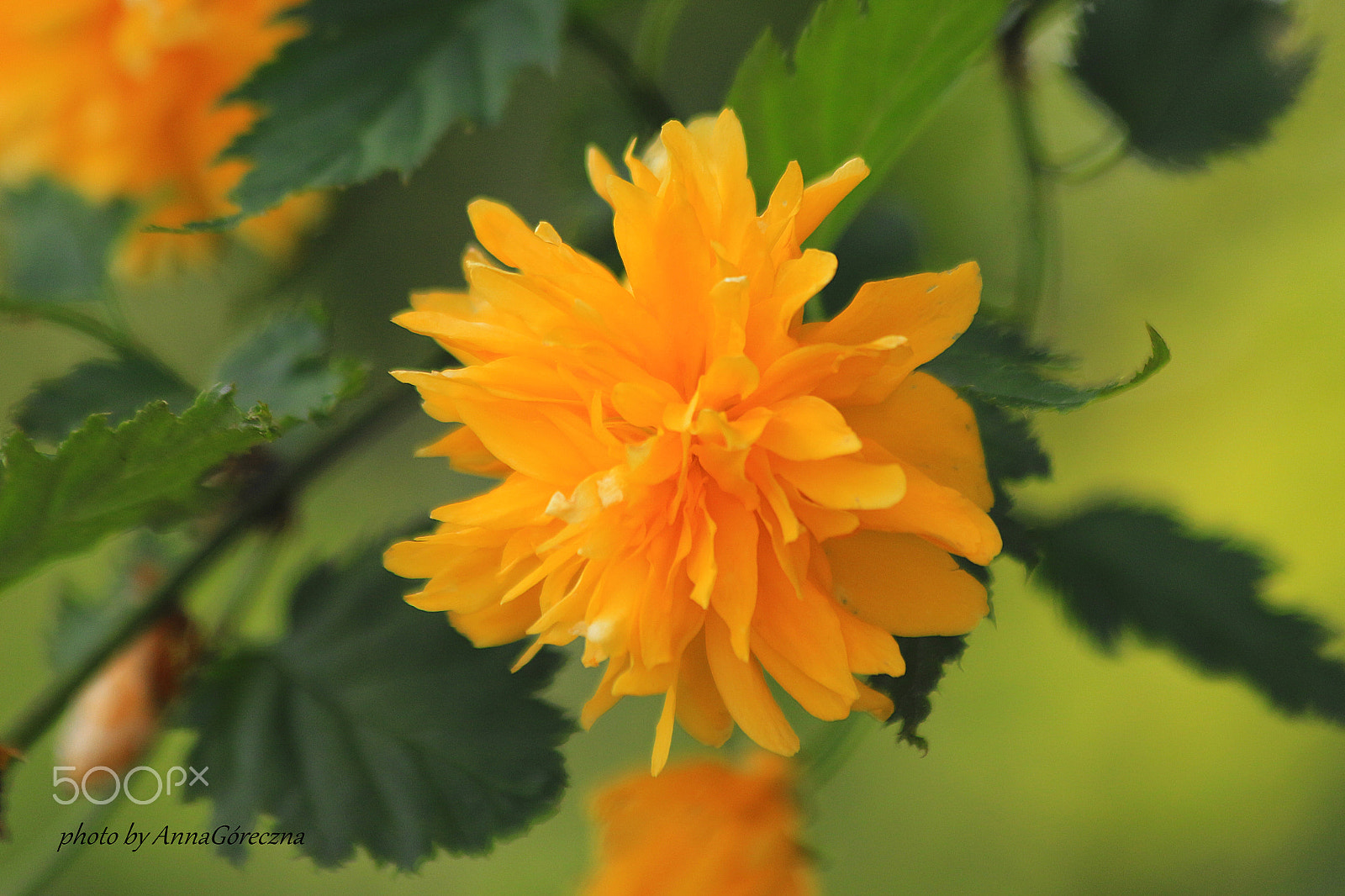Canon EF 70-300mm F4-5.6 IS USM sample photo. Img photography