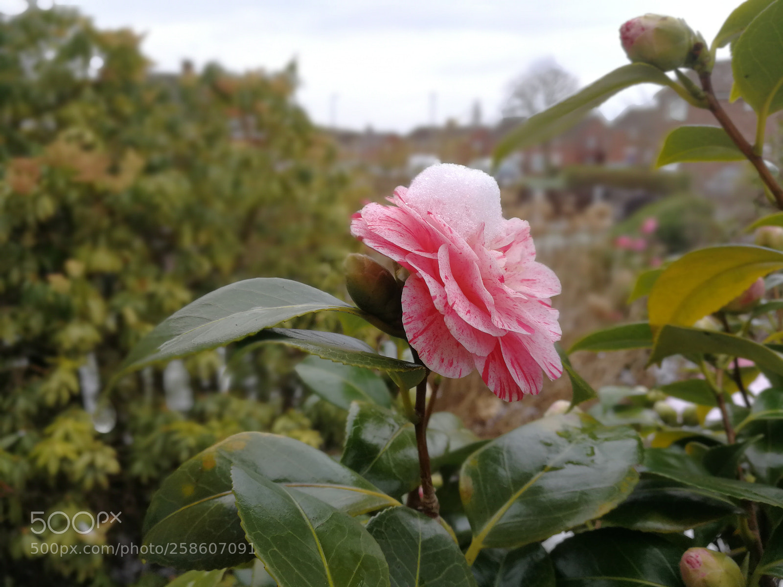 HUAWEI P10 sample photo. Untitled photography
