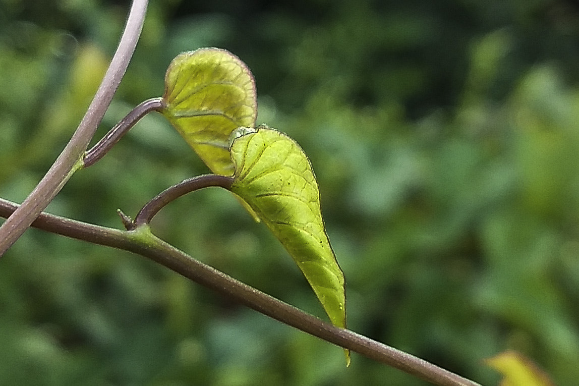 Motorola Moto Z (2) Play sample photo. Vida a dois na natureza. photography