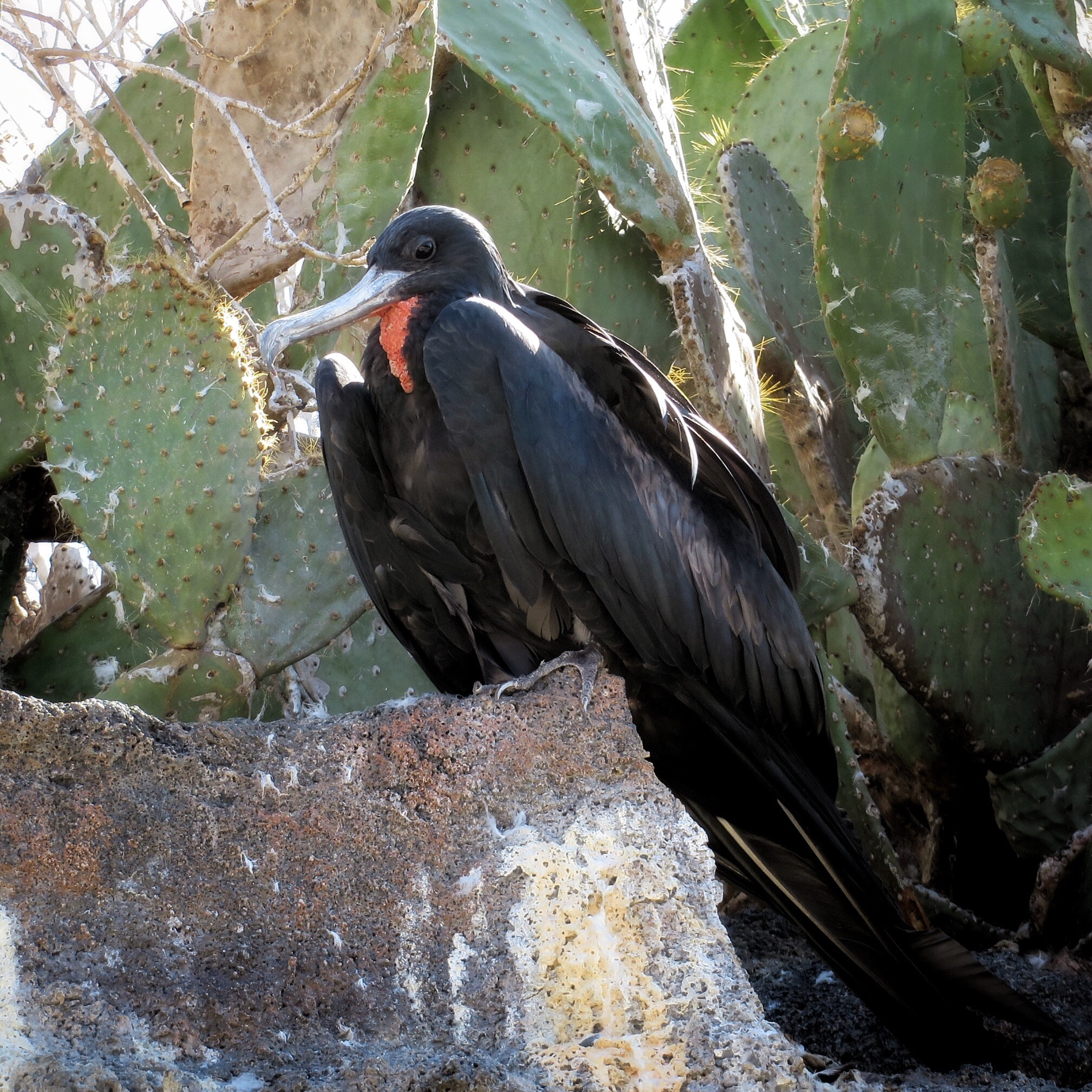 Canon PowerShot SX280 HS sample photo. Great frigate bird photography