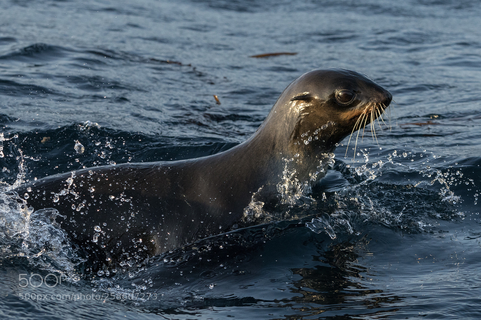 Sony a7R II sample photo. Ptichi islands photography