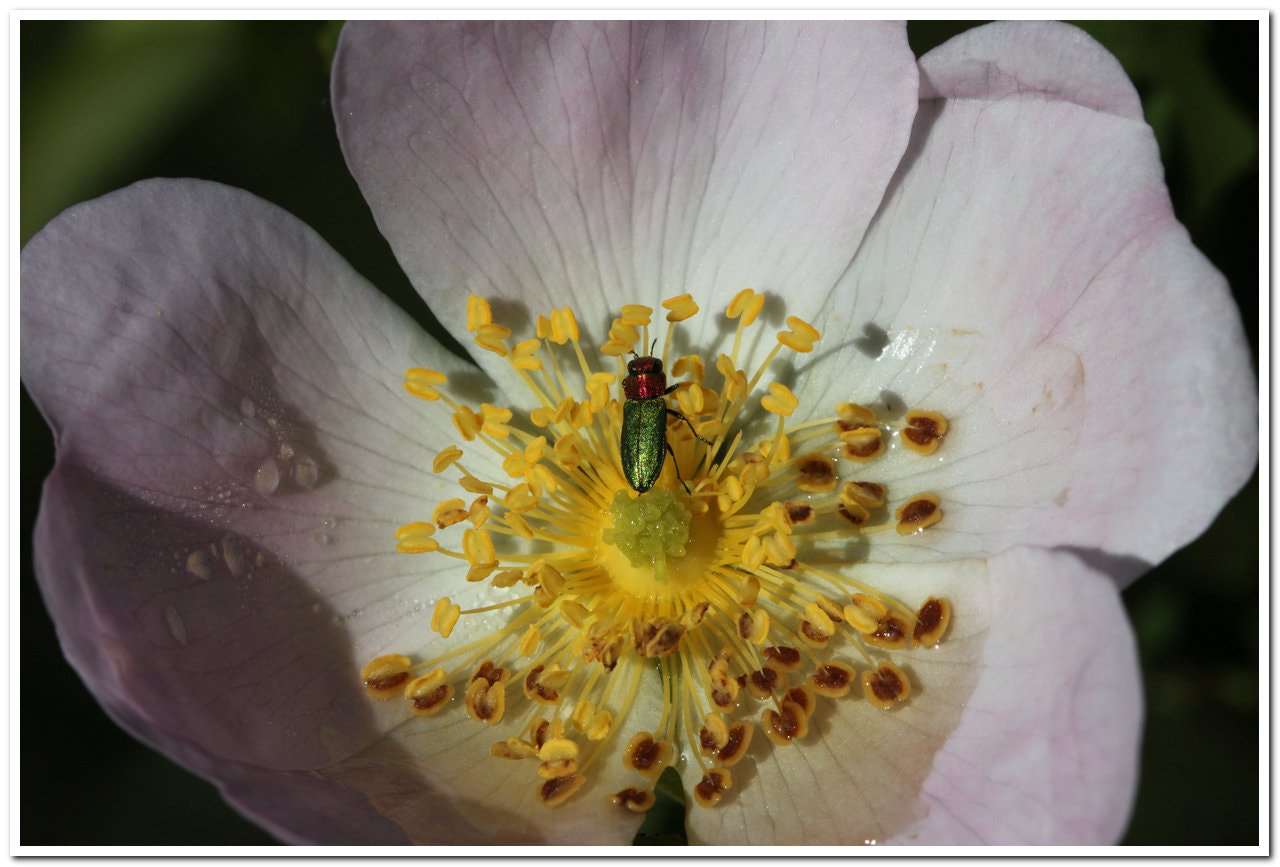 Canon EF 100mm F2.8 Macro USM sample photo. Img photography