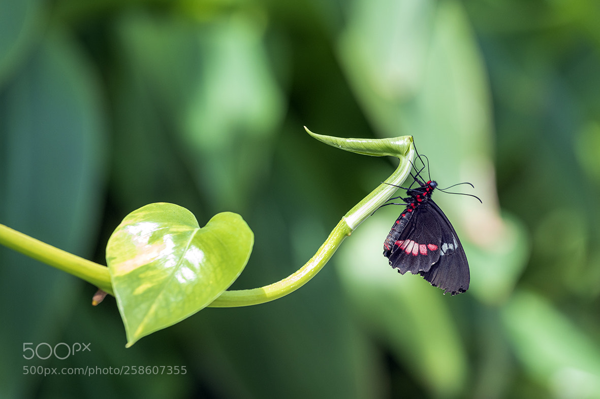 Nikon D850 sample photo. Untitled photography