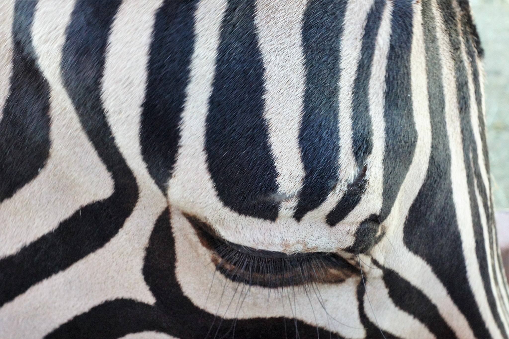 Sony SLT-A77 + Sony DT 16-50mm F2.8 SSM sample photo. Zebra selfie photography
