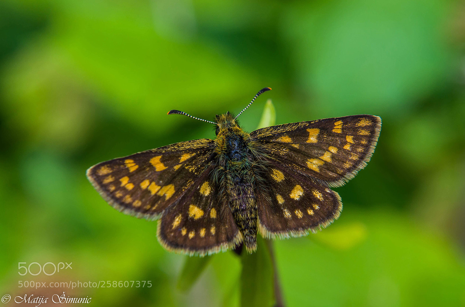 Nikon D5100 sample photo. Hairy flyer photography