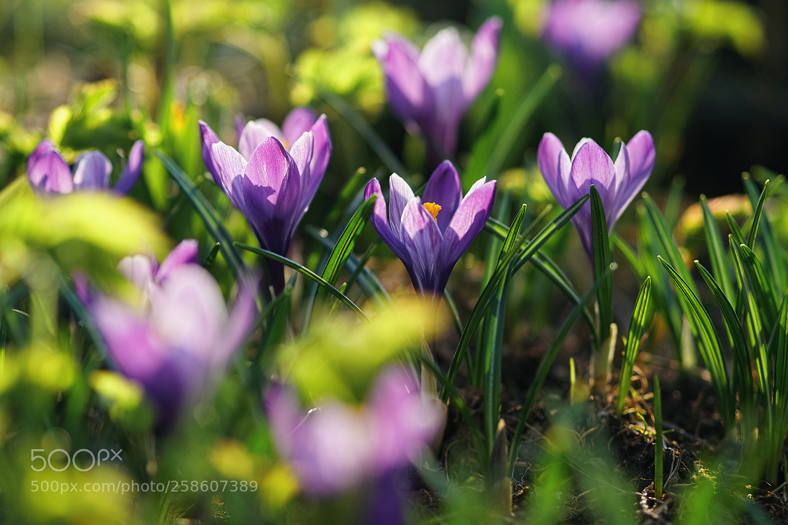 Olympus OM-D E-M10 II sample photo. ... photography