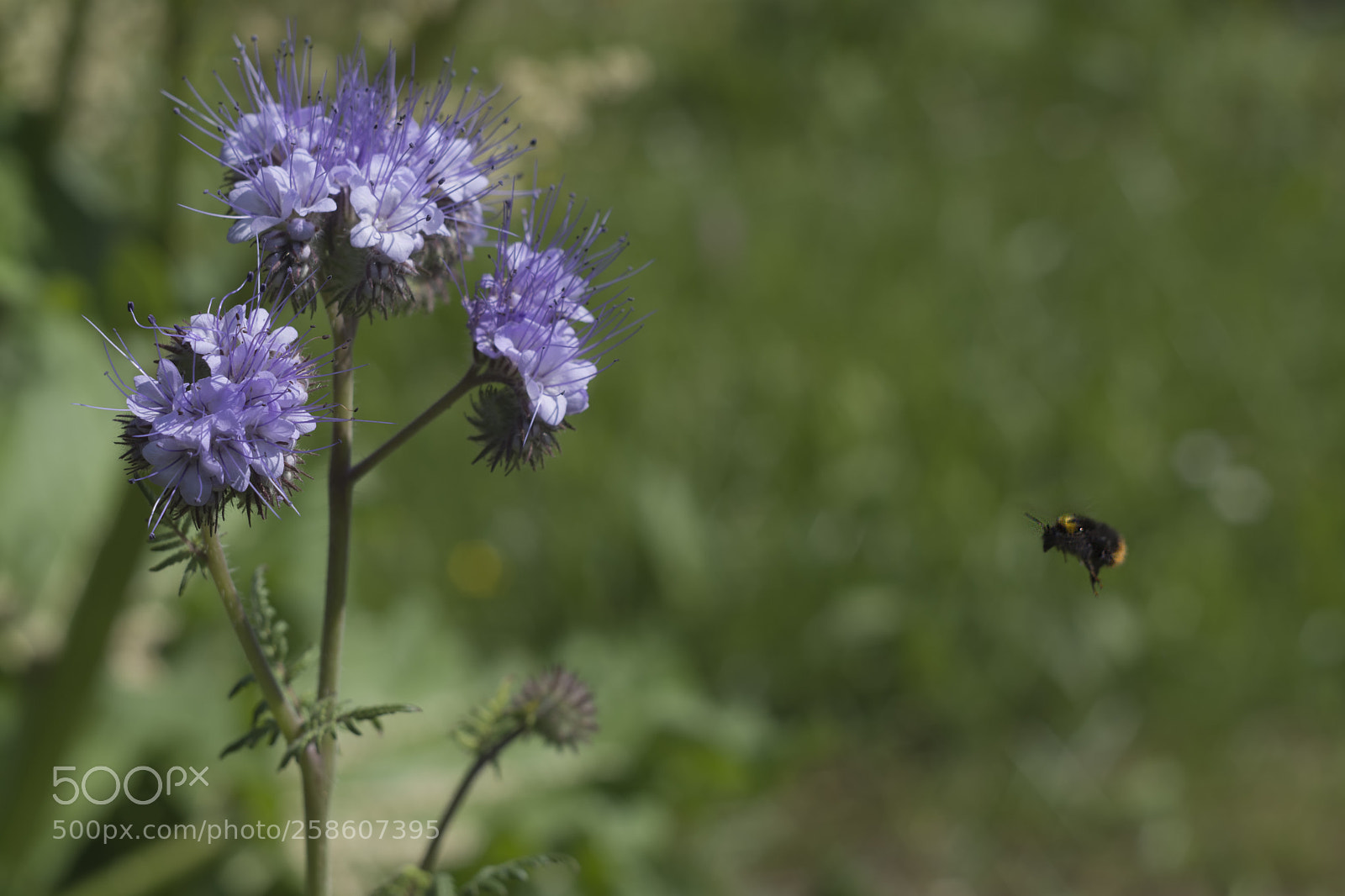Nikon D7100 sample photo. Approach photography