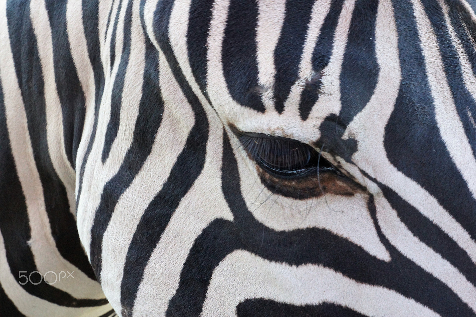 Sony SLT-A77 + Sony DT 16-50mm F2.8 SSM sample photo. Zebra eyes photography