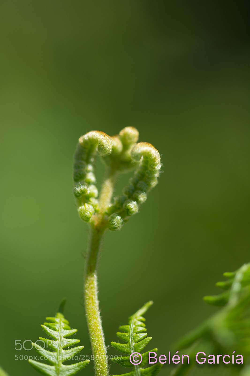 Nikon D7100 sample photo. Untitled photography