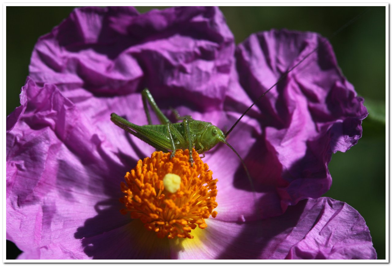 Canon EF 100mm F2.8 Macro USM sample photo. Img photography