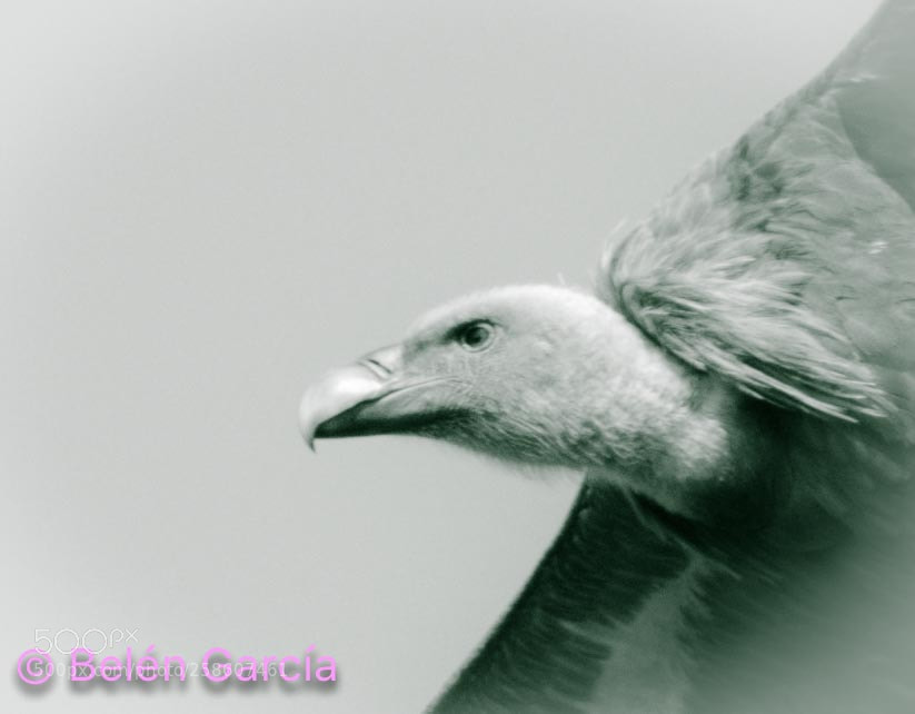 Nikon D7000 sample photo. Untitled photography