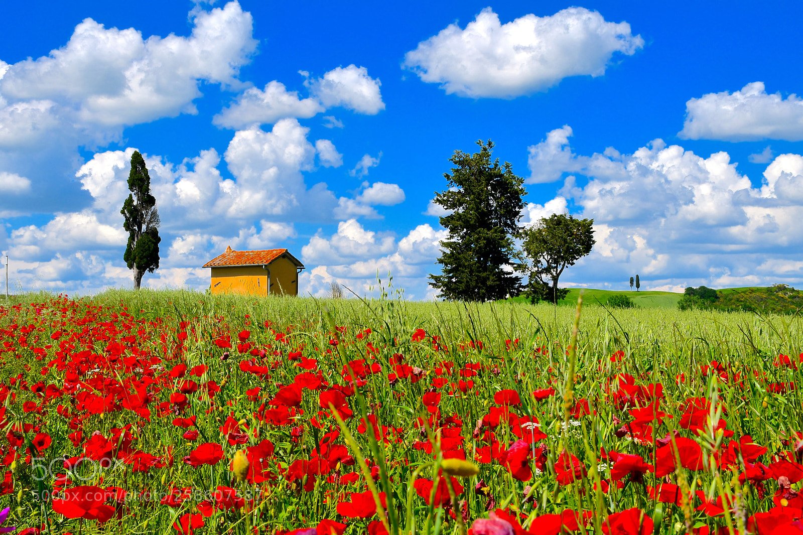 Nikon D7500 sample photo. Mille papaveri rossi. photography