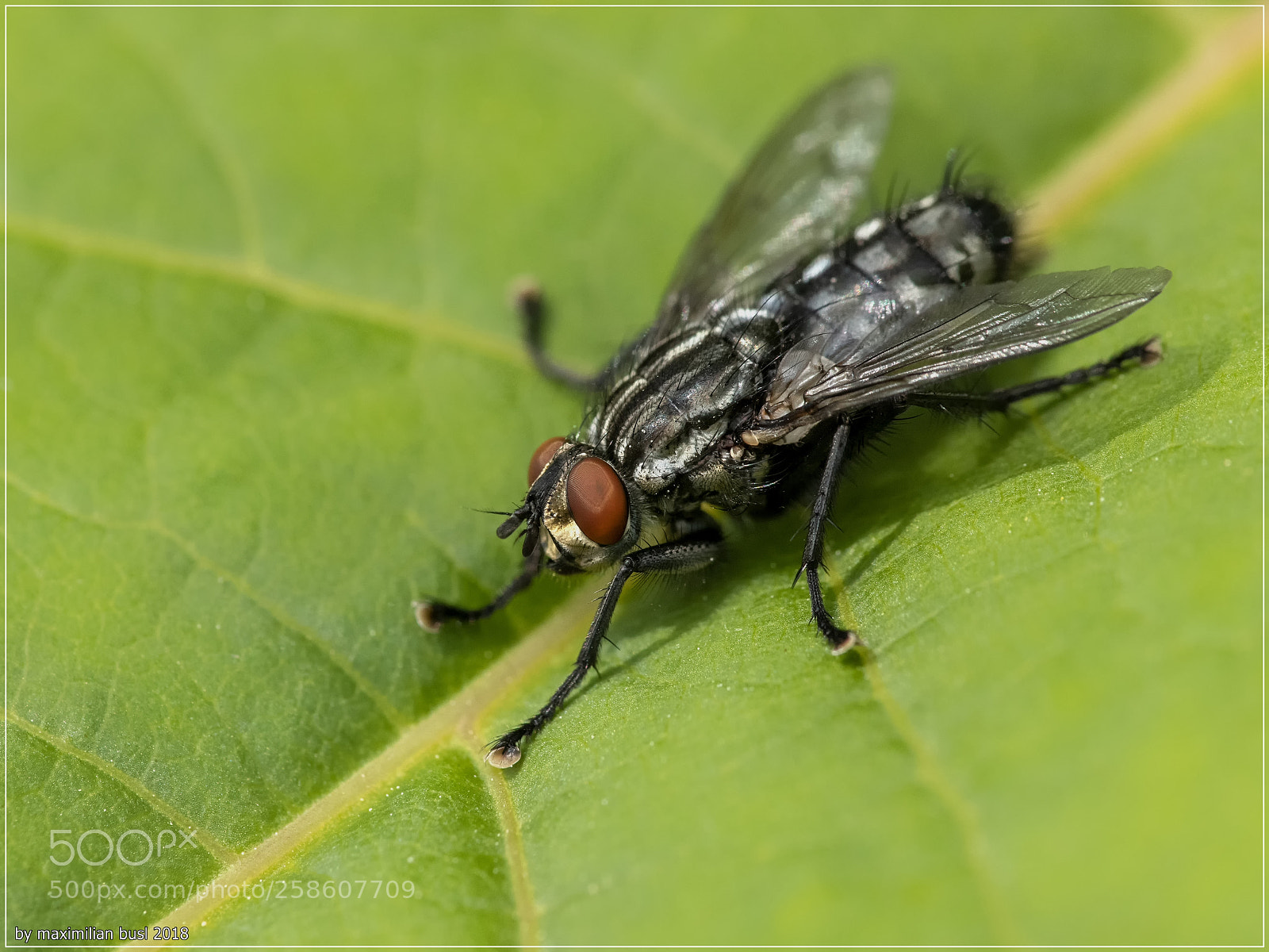 Nikon D850 sample photo. The fly photography
