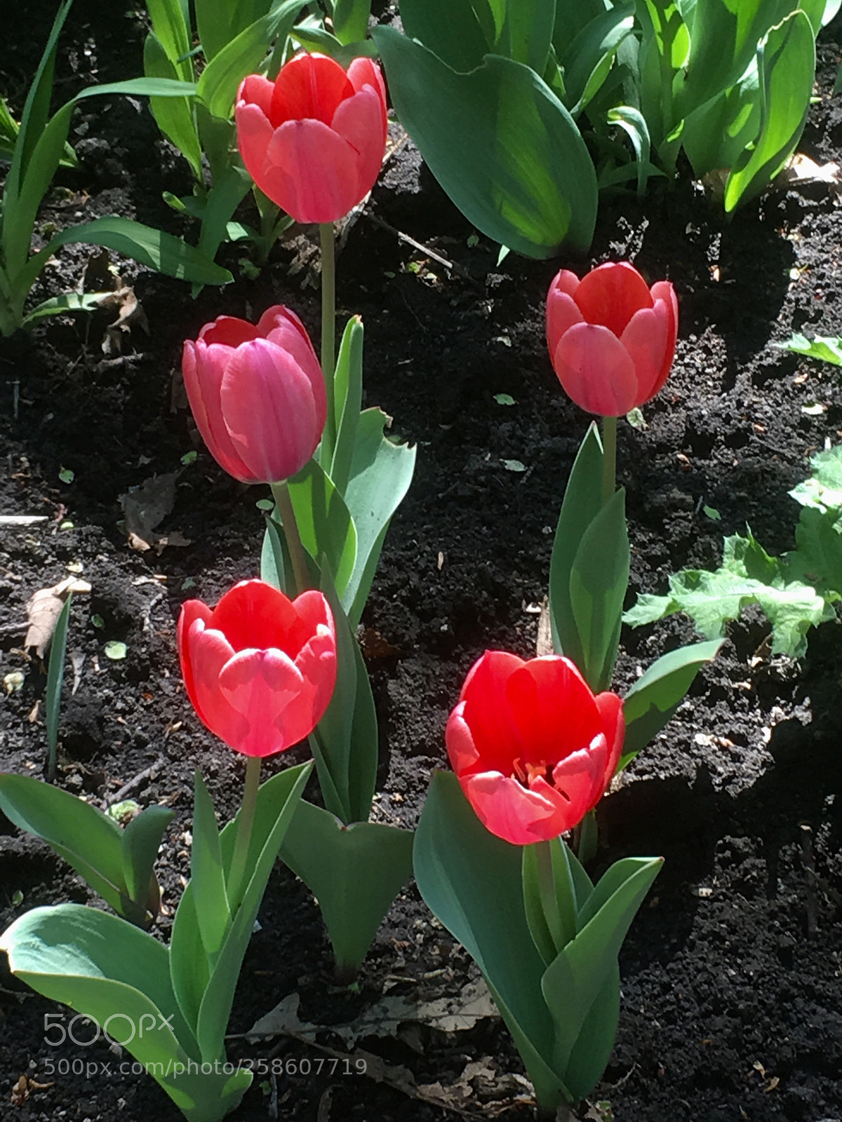 Apple iPhone SE sample photo. Spring tulips photography