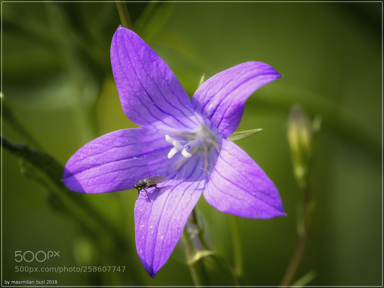 Nikon D850 sample photo. The visitor photography