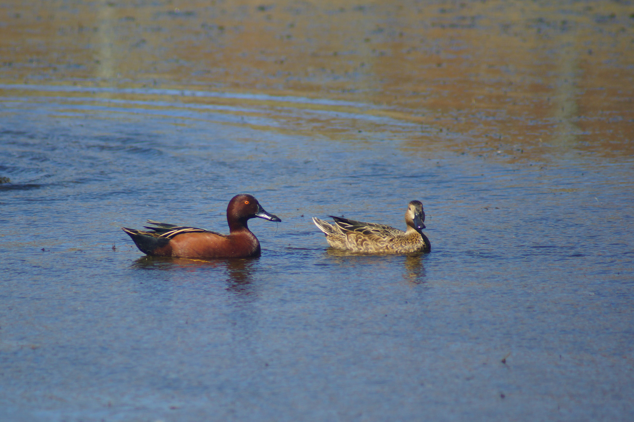 Sony 75-300mm F4.5-5.6 sample photo. Hi duck photography