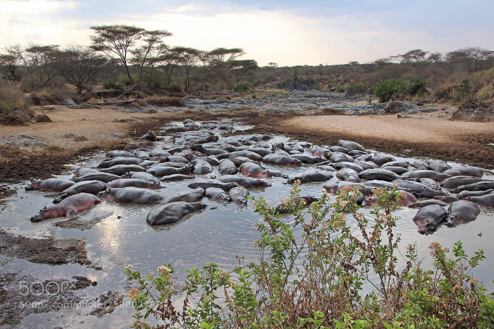 Canon EOS 600D (Rebel EOS T3i / EOS Kiss X5) sample photo. Hippo pool in the photography